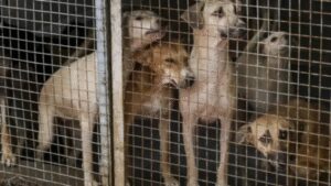 Delhi issues guidelines for street dog management | India News